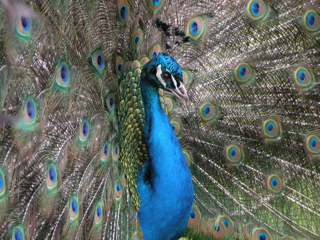 Project Wildlife –&nbsp;Birds